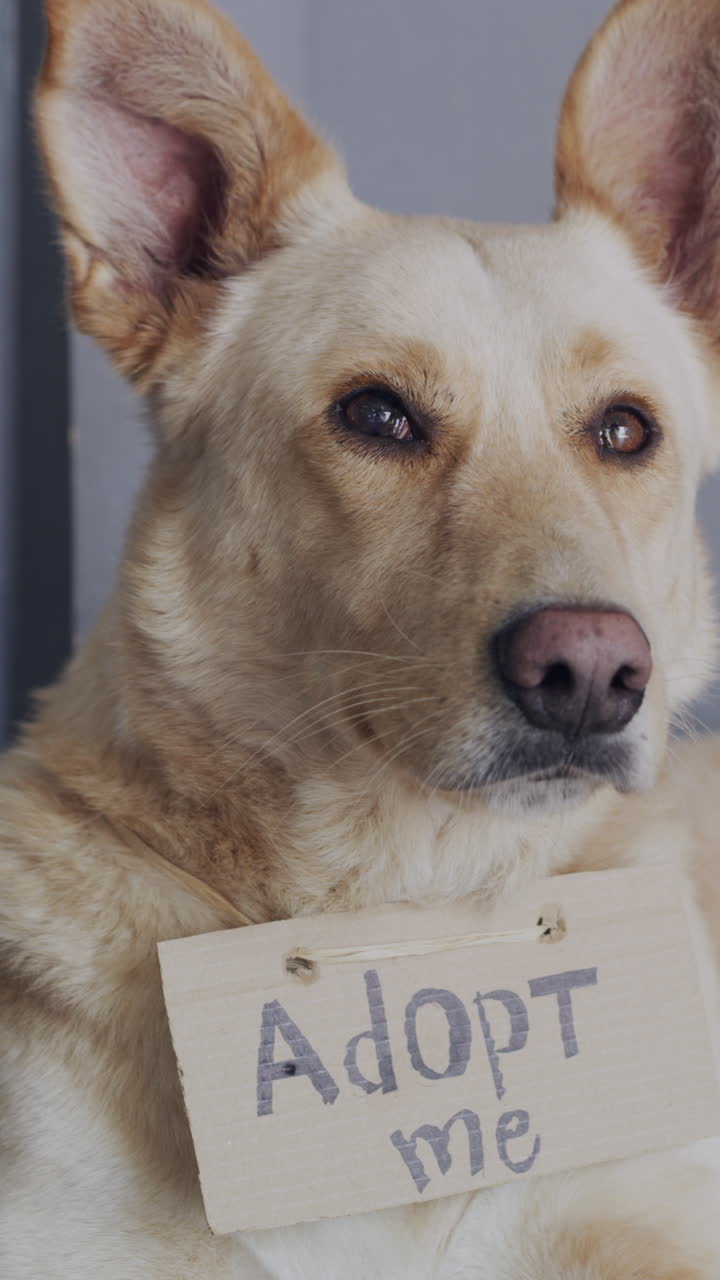 Close-up of a Light-Colored Dog with an 'Adopt Me' Sign