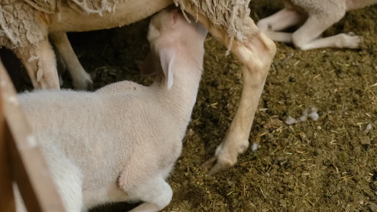 ovejas en una granja de rebaños
