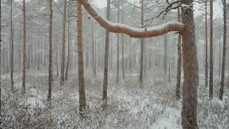 Sumpfwald-Von-Litauen-Im-Monat-März