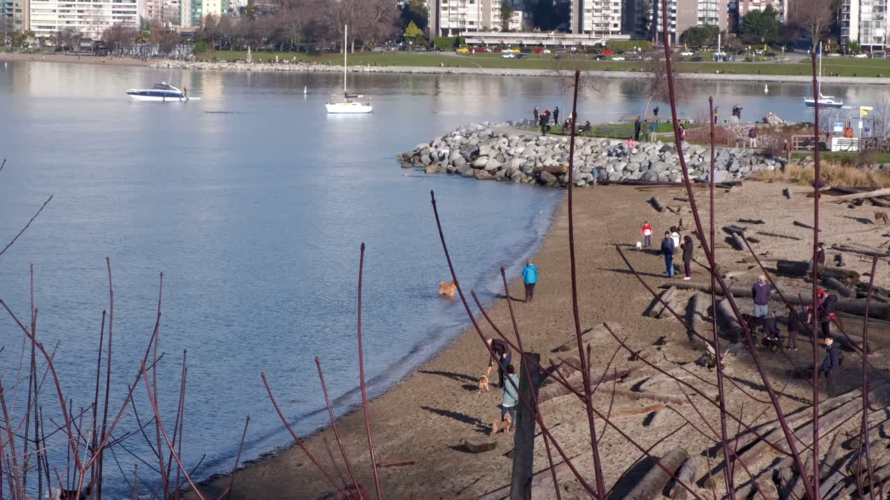 Wiele psów bawiących się na piaszczystej plaży w słoneczny zimowy dzień, z ludźmi przechodzącymi w tle (4K - zwolnione tempo)