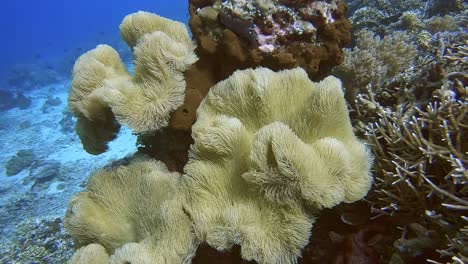 Coral-Blando-Ondeando-Suavemente-En-La-Corriente-Del-Océano