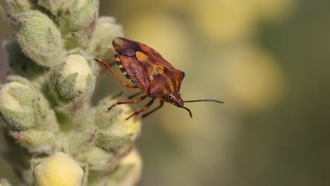 una foto de cerca de halyomorpha halys - marrón marmorated stunk bug en flor en el desierto