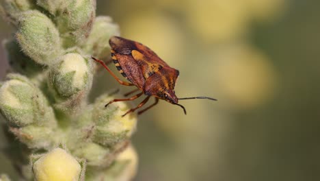 close up shot of halyomorpha halys - brown marmorated stunk bug in flower in wilderness