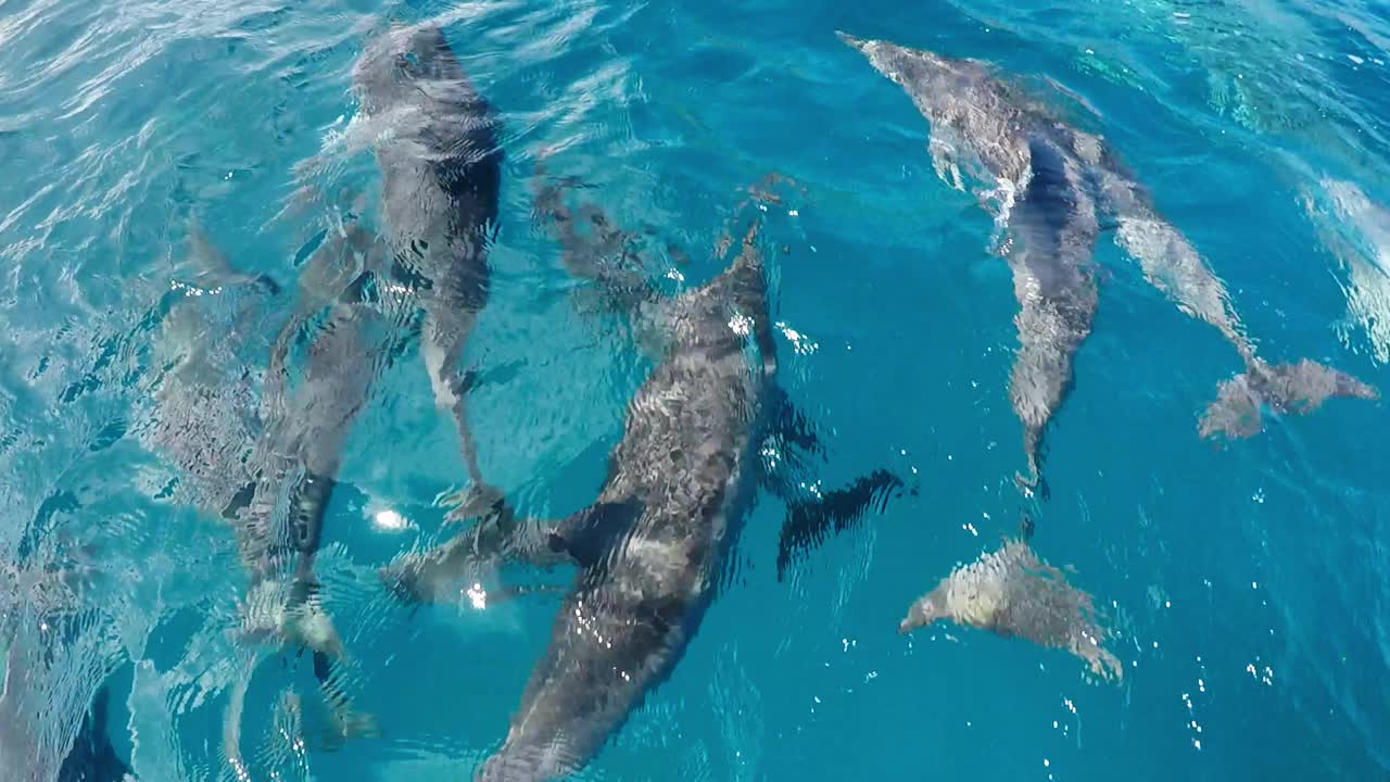A pod of spinner dolphins dancing in the crystal clear blue ocean on a sunny day