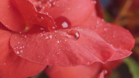 rain drops fall down on red blooming flower splashing macro