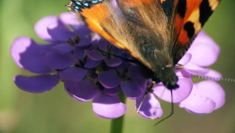 close up perspective of how a butterfly uses its proboscis to check for nectar to drink