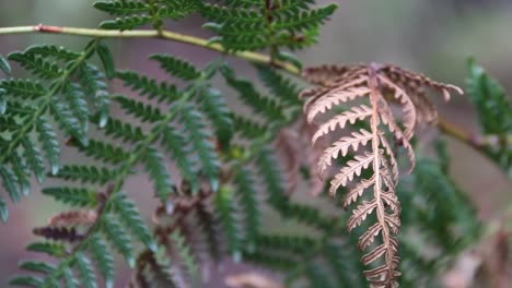 golden fern leaf standing out from green plant, pull focus shot