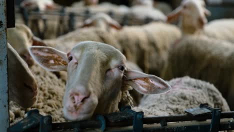 sheeps on a flock farm