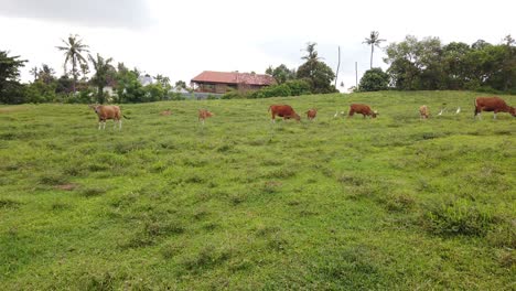 bali vacas ganados y terneros comiendo hierba en una colina de ensueño en una tarde tranquila dulces animales tiernos en la playa de saba, gianyar, indonesia