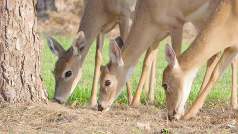 Drei-Hirsche-Essen-In-Einem-Feld-Aus-Nächster-Nähe