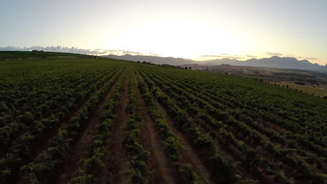 Viñedos-Del-Cabo-Occidental-Por-La-Mañana