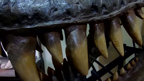 los dientes del tiranosaurio rex se cierran en el interior oscuro y aterrador