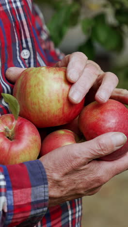 ripe red organic apples in the hands of old man. close up. farmer picks the harvest in his orchard. vertical video