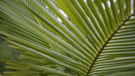 primer plano de una gran hoja verde de palmera de coco