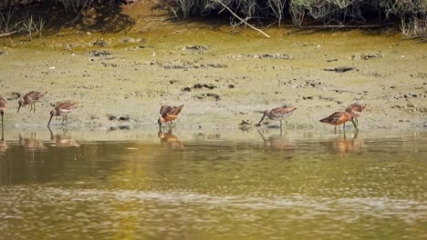 cámara haciendo zoom en dowitchers de pico largo que se alimentan en la línea de la costa