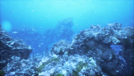 beautiful coral reef with tropical fish