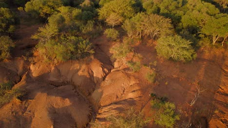 forward moving aerial over sand dunes of grassland with thick density of trees in africa