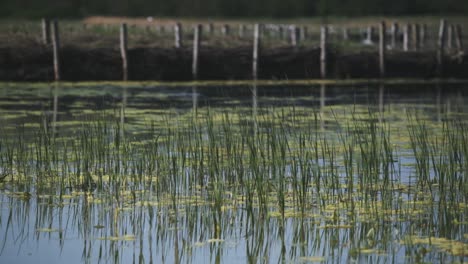 Water-close-up-standing-footage-from-the-top-of-the-lively-and-nature-protected-lake-with-flying-birds