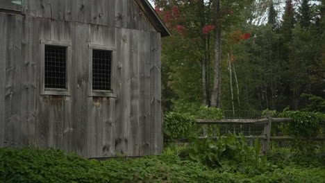 new england farm barn with maple leaf foliage and green forest 4k 24p