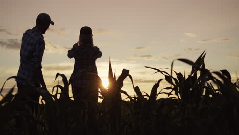 Two-farmers-work-in-a-field-of-corn-take-and-pictures-with-a-smartphone