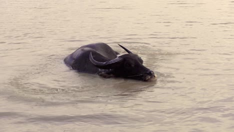 Búfalo-De-Agua-Bañándose-En-Aguas-Turbias