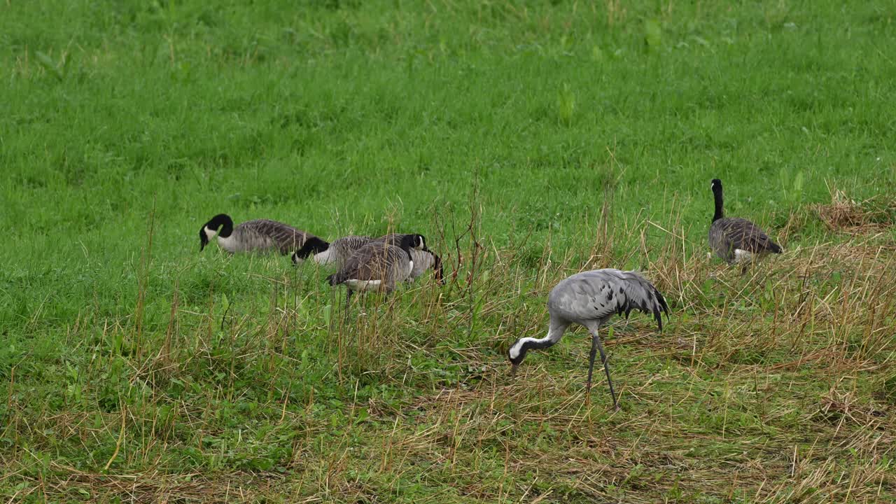 One crane forages in foreground while five Canada geese eat behind. Captured in smooth slow motion
