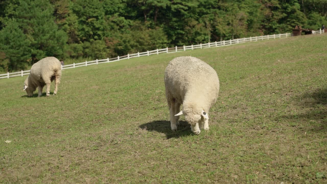 Few Merino Sheep Grazing Grass at Ranch Hillside Meadow on Summer Day