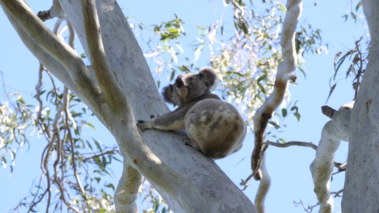 A Koala Bear in the wild clings to the smooth branches of an Australian native Eucalyptus Gum tree
