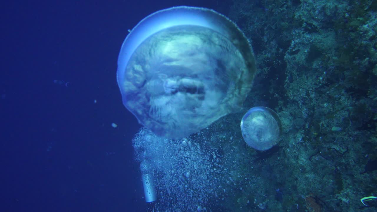 다이버는 수면 아래에서 다이빙을 하고 탐험을 합니다.