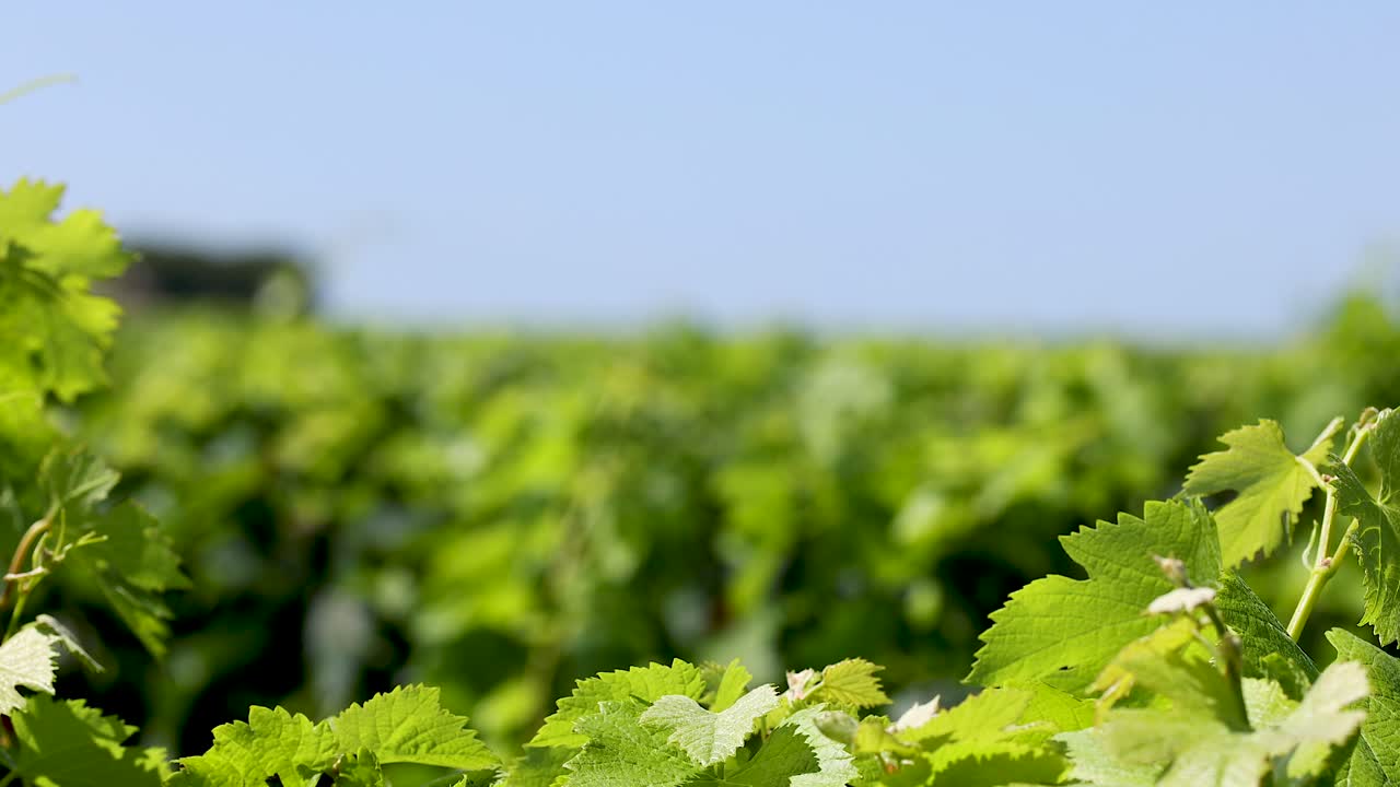 hojas exuberantes de viña bajo un cielo azul claro