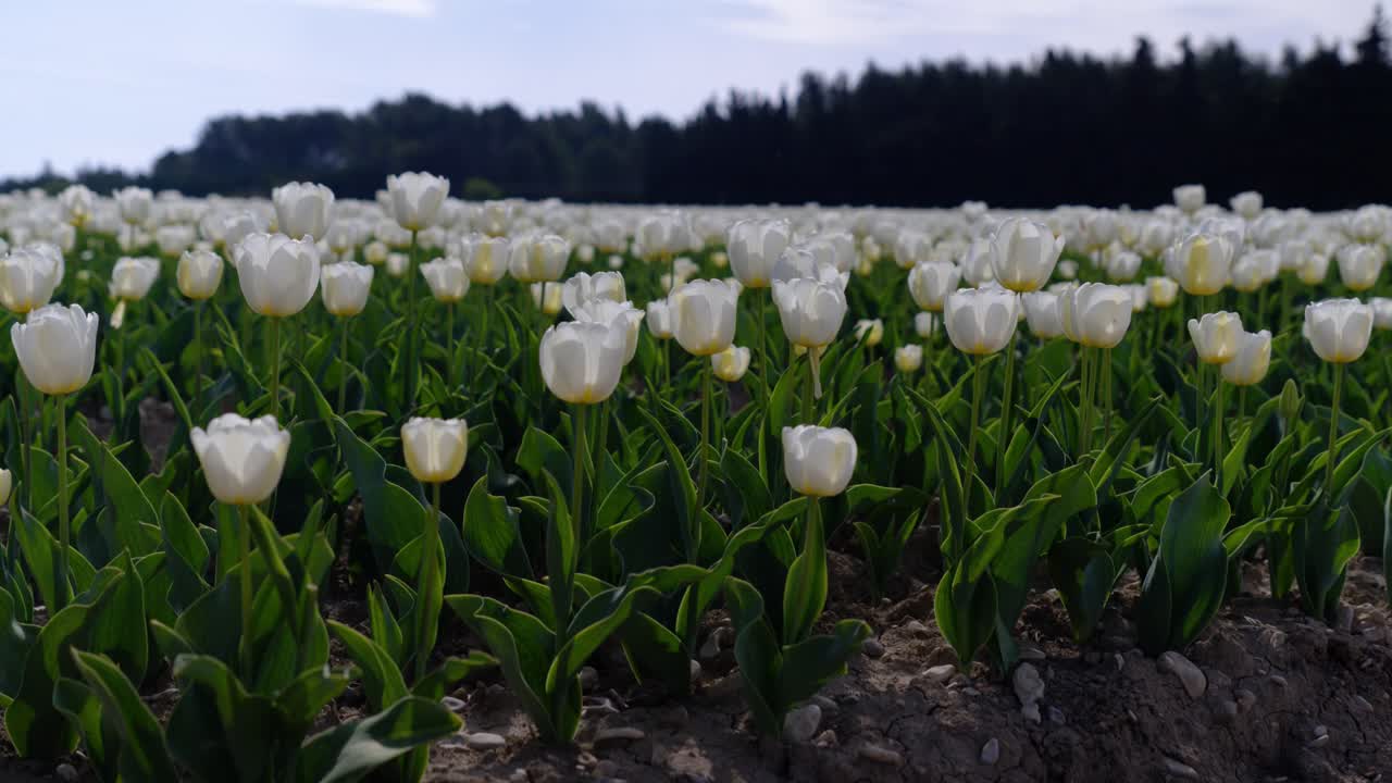revealing shot of white Jonquières tulips growing in dry ground in