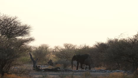 Familie-Afrikanischer-Buschelefanten,-Die-Bei-Sonnenuntergang-In-Afrika-Auf-Grasland-Spazieren