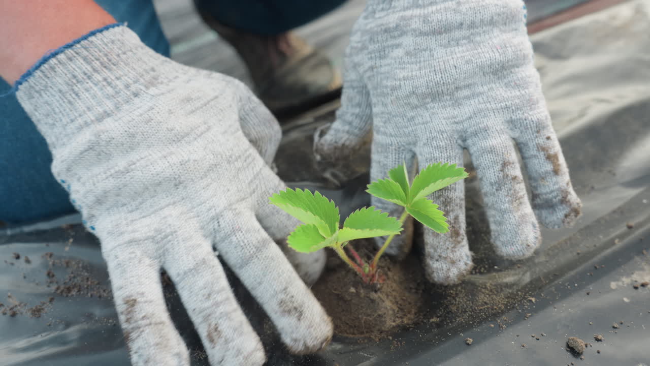 gloved hands gently push loose soil around strawberry seedling in drilled mulch hole on farm bed under soft morning light to secure roots and ensure healthy growth in garden environment