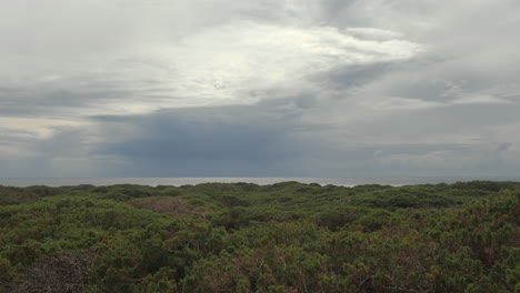 Bosque-De-Coníferas