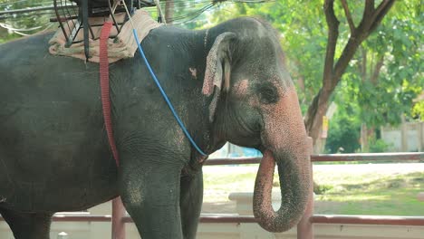 Elefante-Tailandés-Tradicional-Aislado-En-Un-Recinto-En-Tailandia