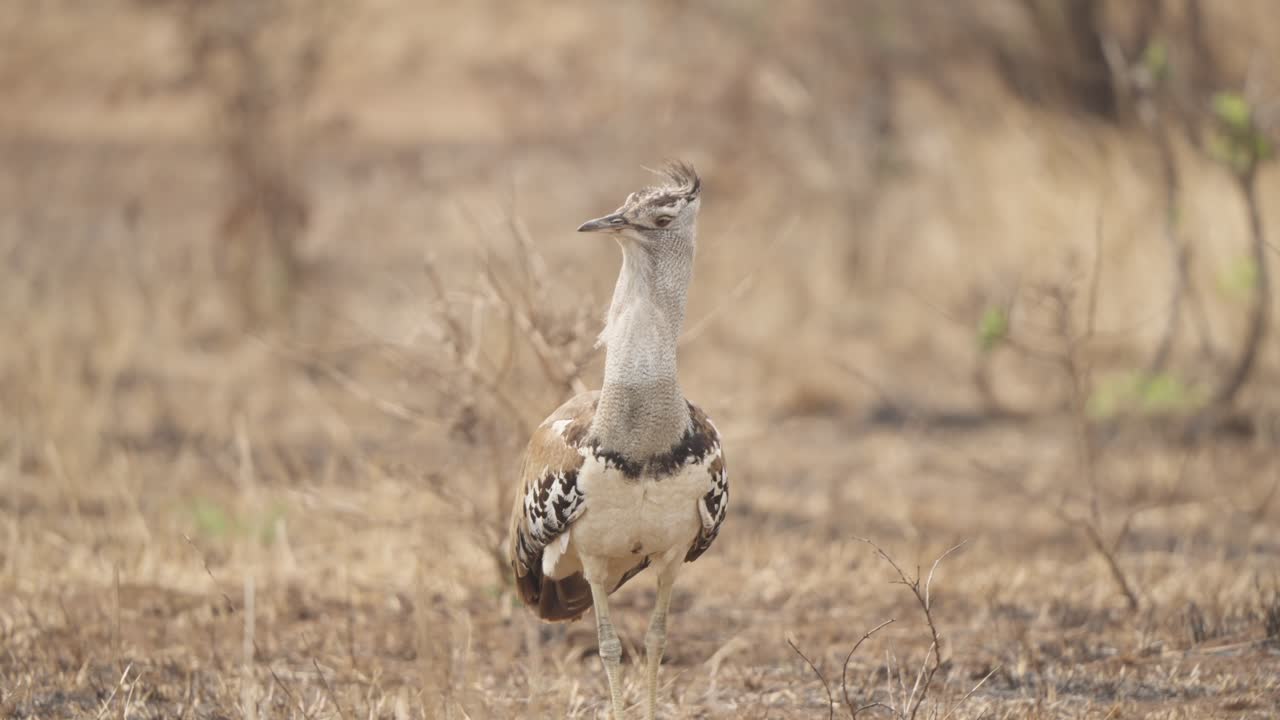 Seekor bustard kori (Ardeotis kori) melihat ke kiri dengan bulu-bulu berdesir tertiup angin sebelum berjalan menuju kamera di Taman Nasional Kruger, Afrika Selatan. Rekaman satwa liar close-up gerak lambat.