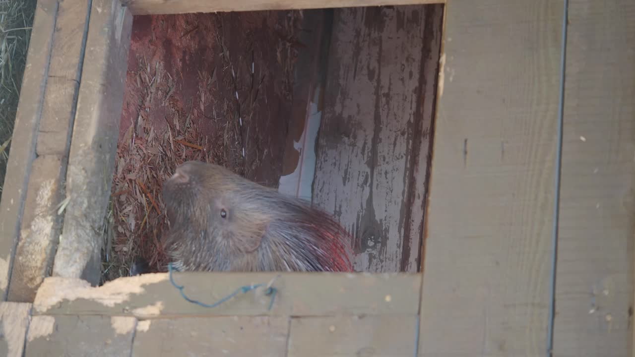 Porcupine in a Wooden Enclosure