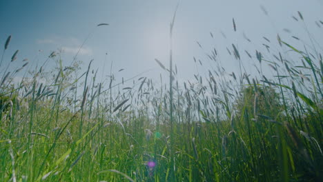 Wild-British-green-grass-meadow-blowing-in-the-wind