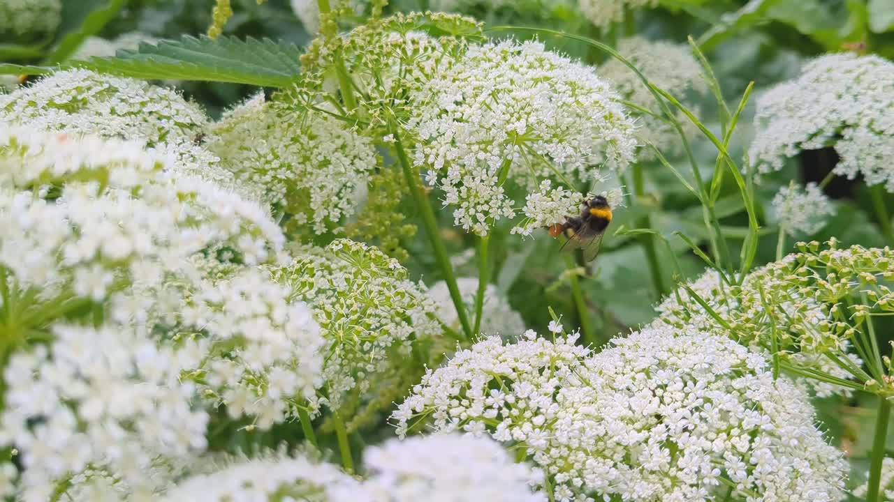 Bumblebee on White Wildflowers