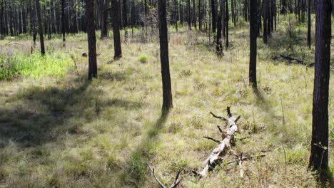 Amazing-six-week-time-long-lapse-shot-of-a-forest-fire-controlled-burn-moving-through-a-forest