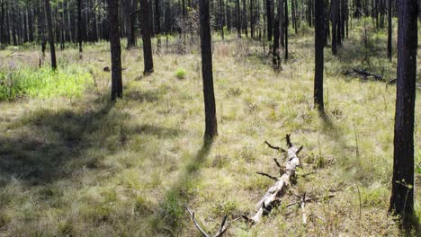 amazing six week time long lapse shot of a forest fire controlled burn moving through a forest