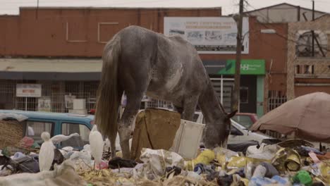 Caballo-sobre-la-pila-de-basura-Nigeria-09