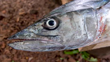 closeup of a large silver freshly caught spanish mackerel fish, head, eye and mouth of predatory tropical sea fish