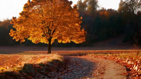 autumnal tree in golden sunlight