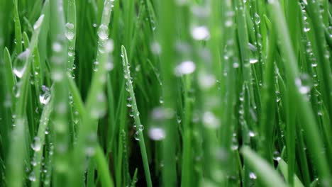 green grass close-up super macro shooting.