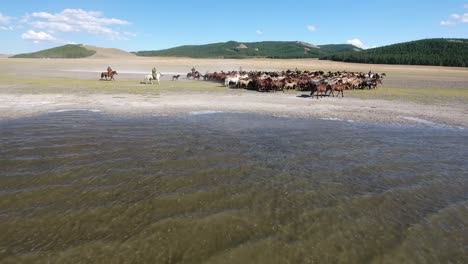 aerial drone shot epic herd of horse galloping next to a lake in mongolia