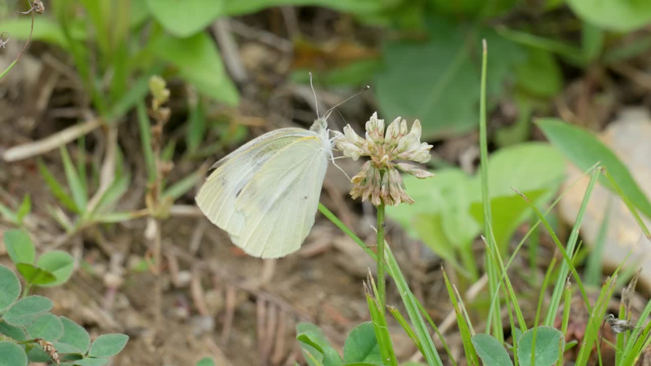 mariposa artogeia rapae en primer plano de trébol de hierba silvestre blanca
