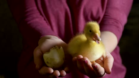 female hold newborn duckling and broken empty egg in palms