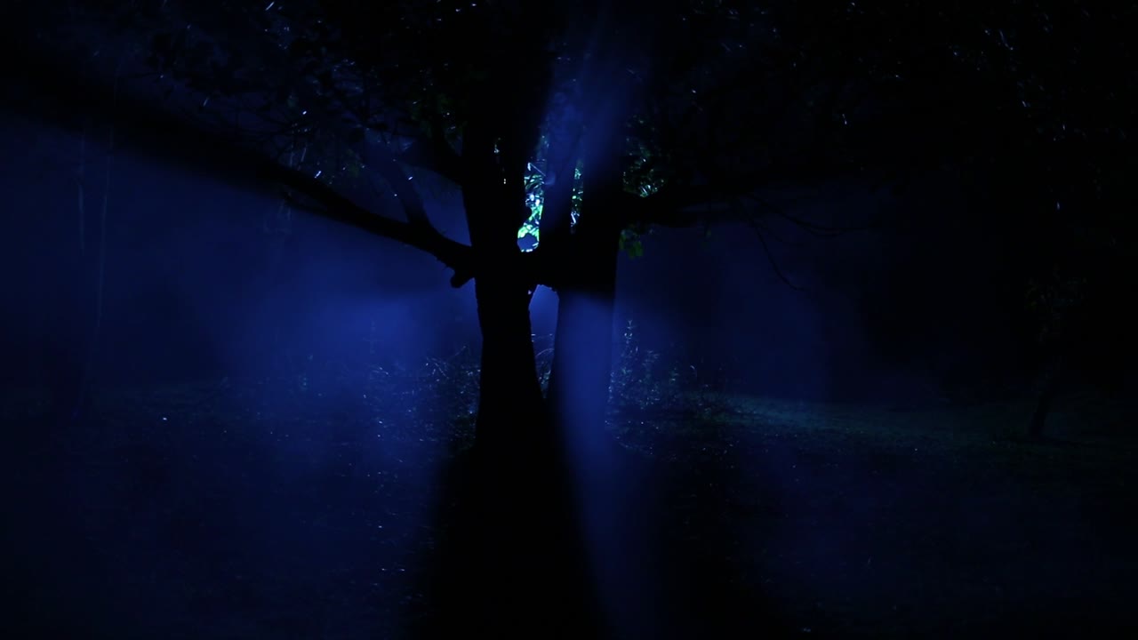 안개가 땅을 가로질러 굴러가는 어두운, 우울한 장면