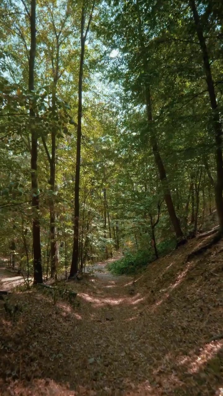 Un video verticale che si muove fluidamente lungo un sereno sentiero sterrato coperto di foglie arancioni, circondato da alberi alti in una foresta soleggiata, ripreso con un obiettivo ultra grandangolare alla luce naturale del sole